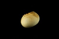 藏品(白肋蜑螺)的圖片